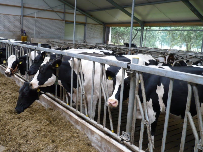 Nog veel meer vloeren | Concrelit Stalvloeren